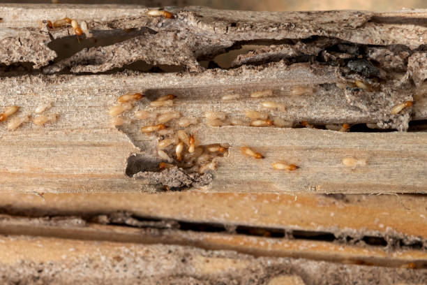 Best Residential Pest Control  in Shil, OH