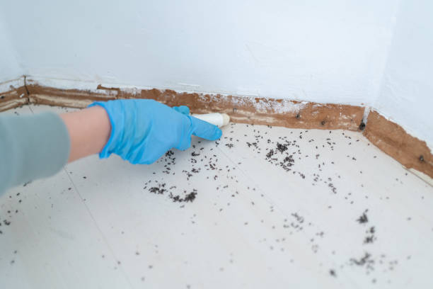 Best Mosquito Control Services  in Shil, OH